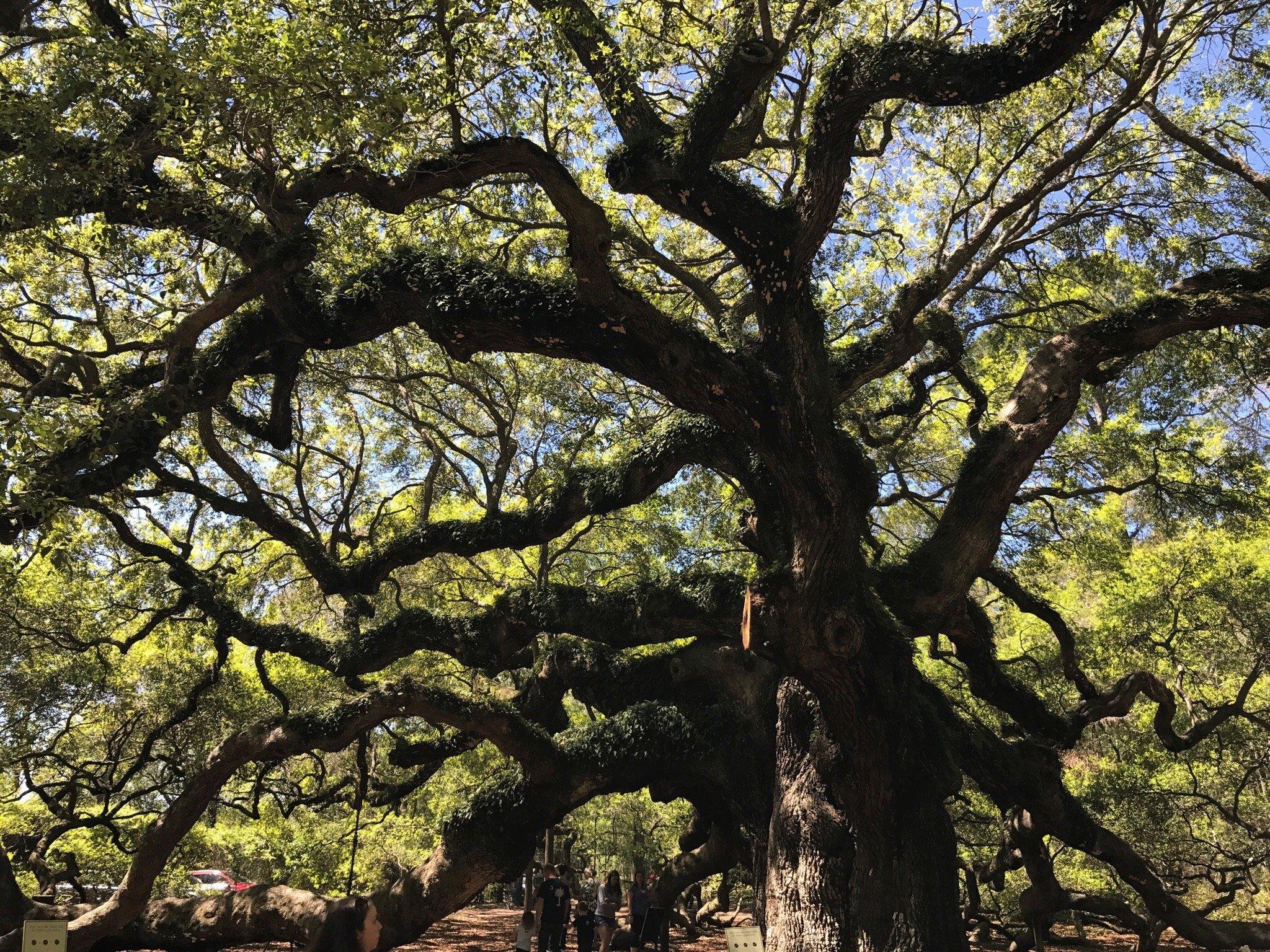 Angel Oak Tree