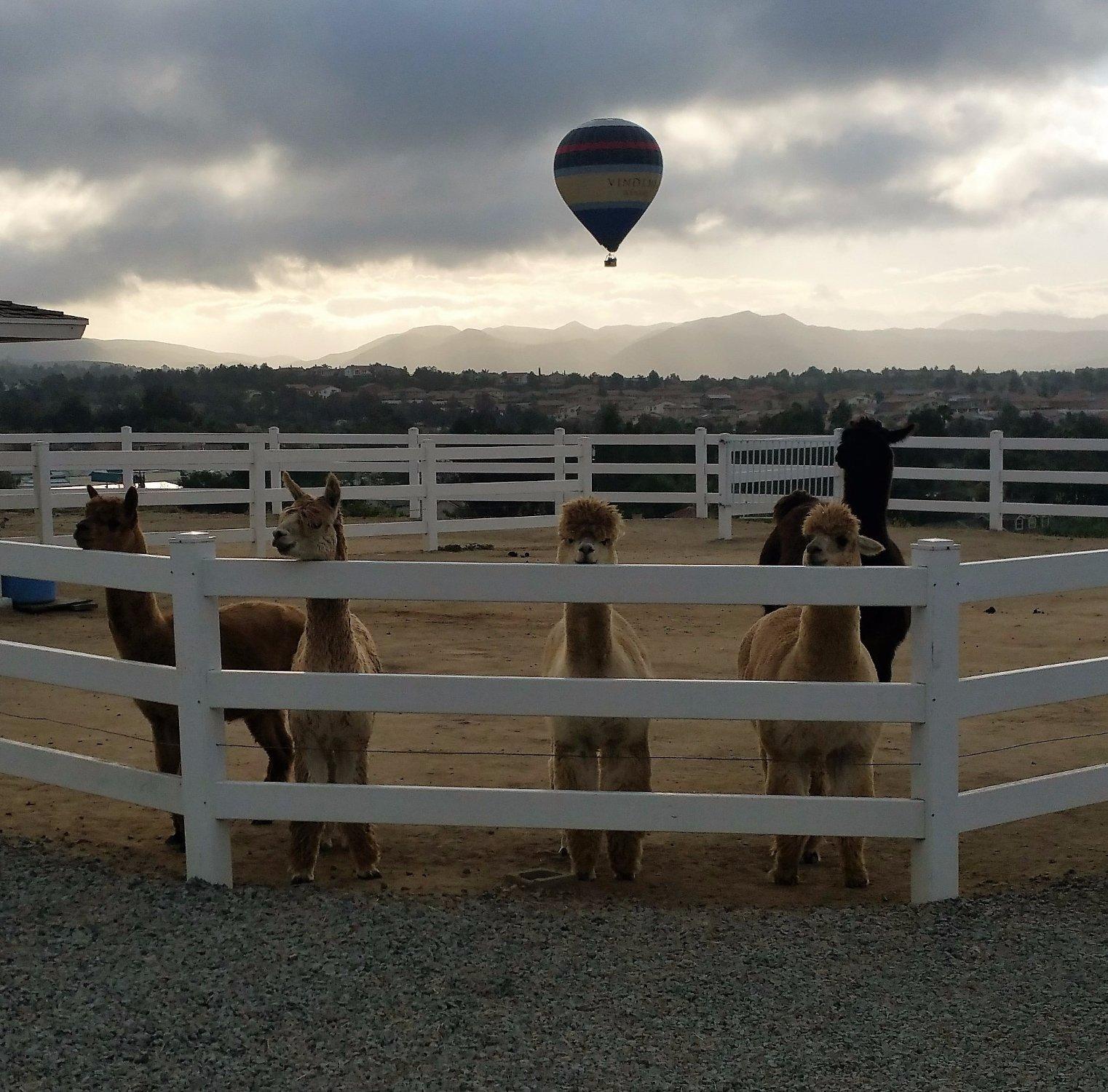 The Alpaca Hacienda