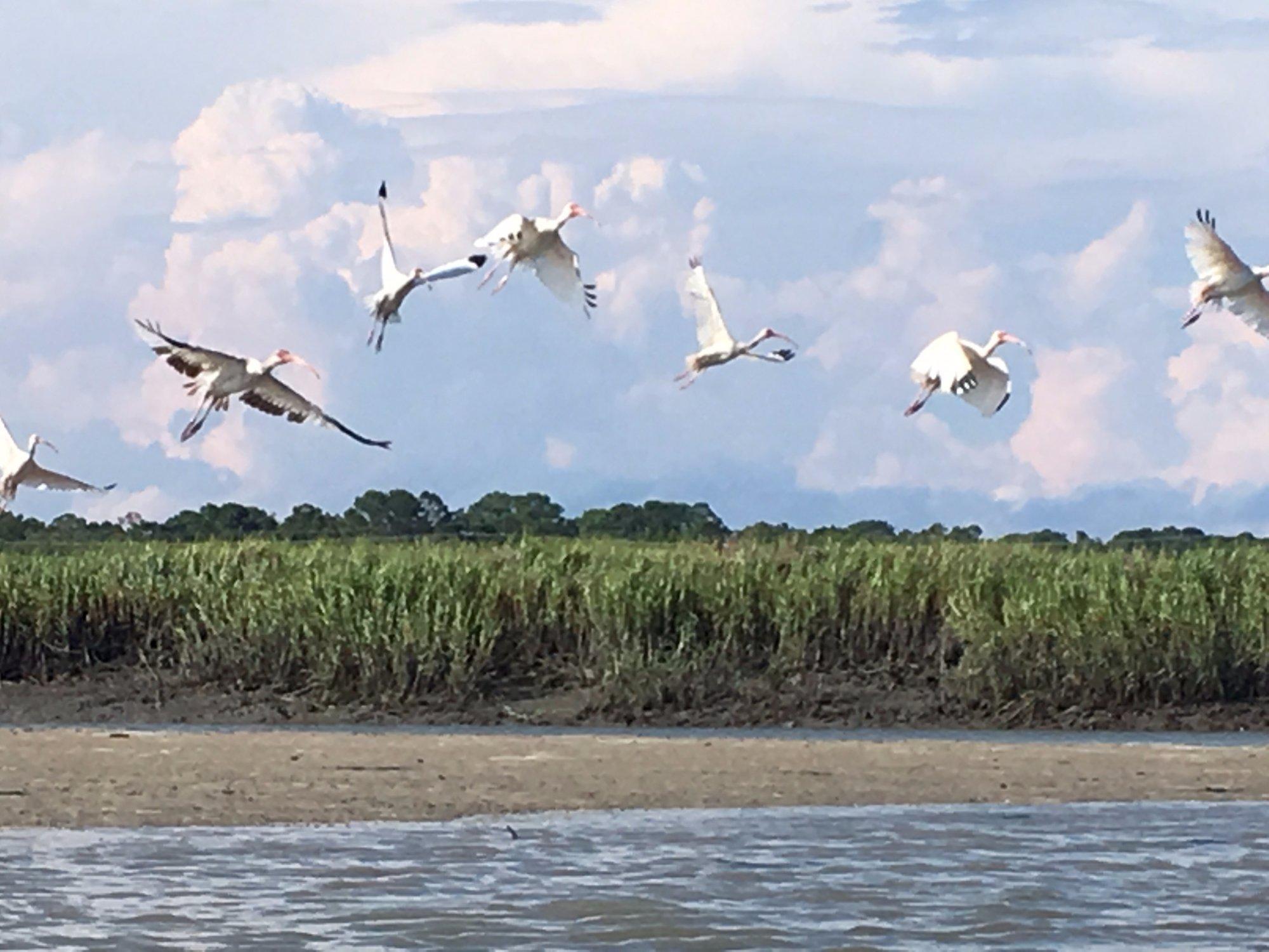 Saltmarsh Paddle Tours