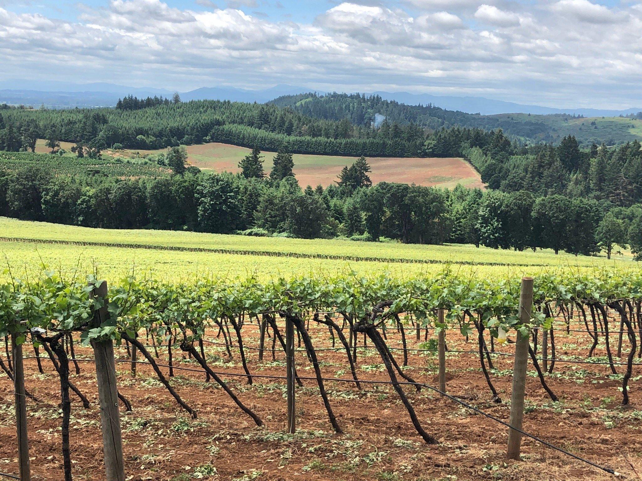 Willamette Valley Vineyards