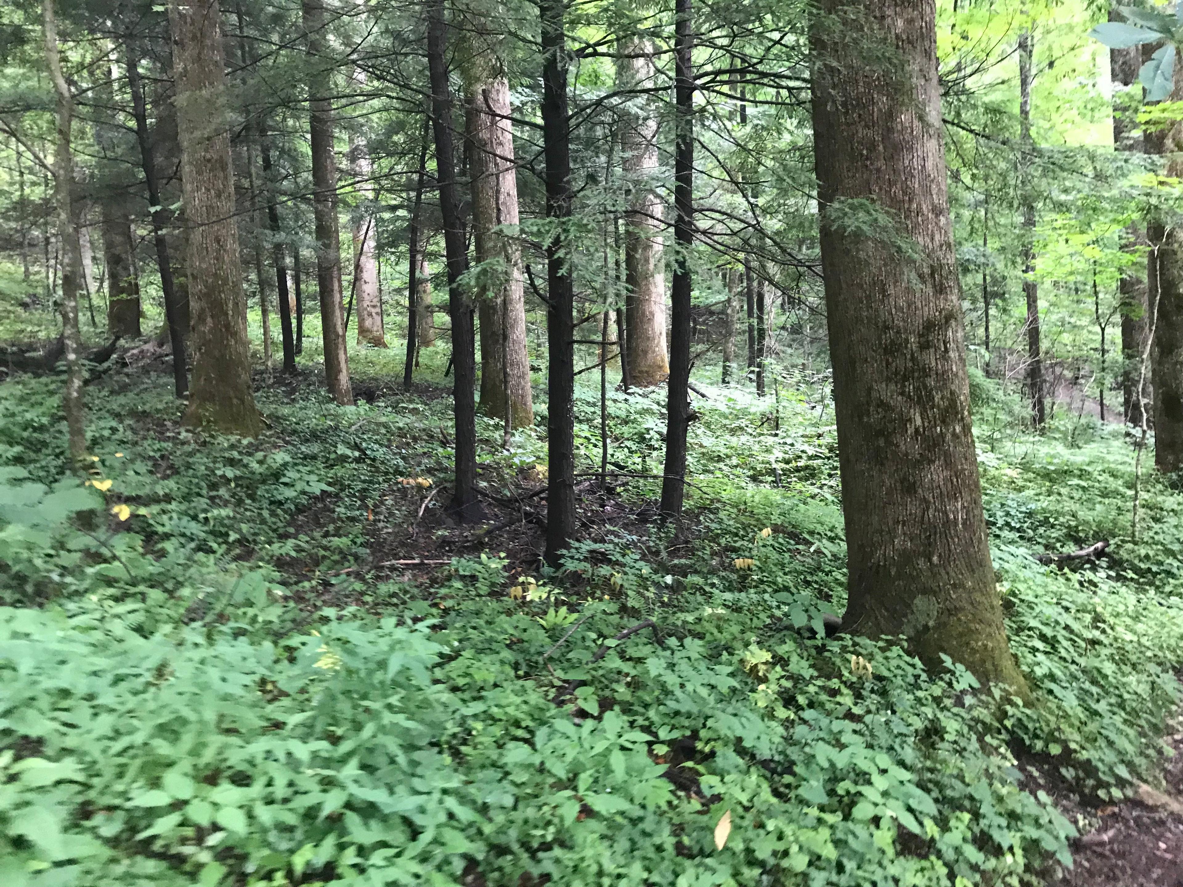 Cove Hardwoods Nature Trail