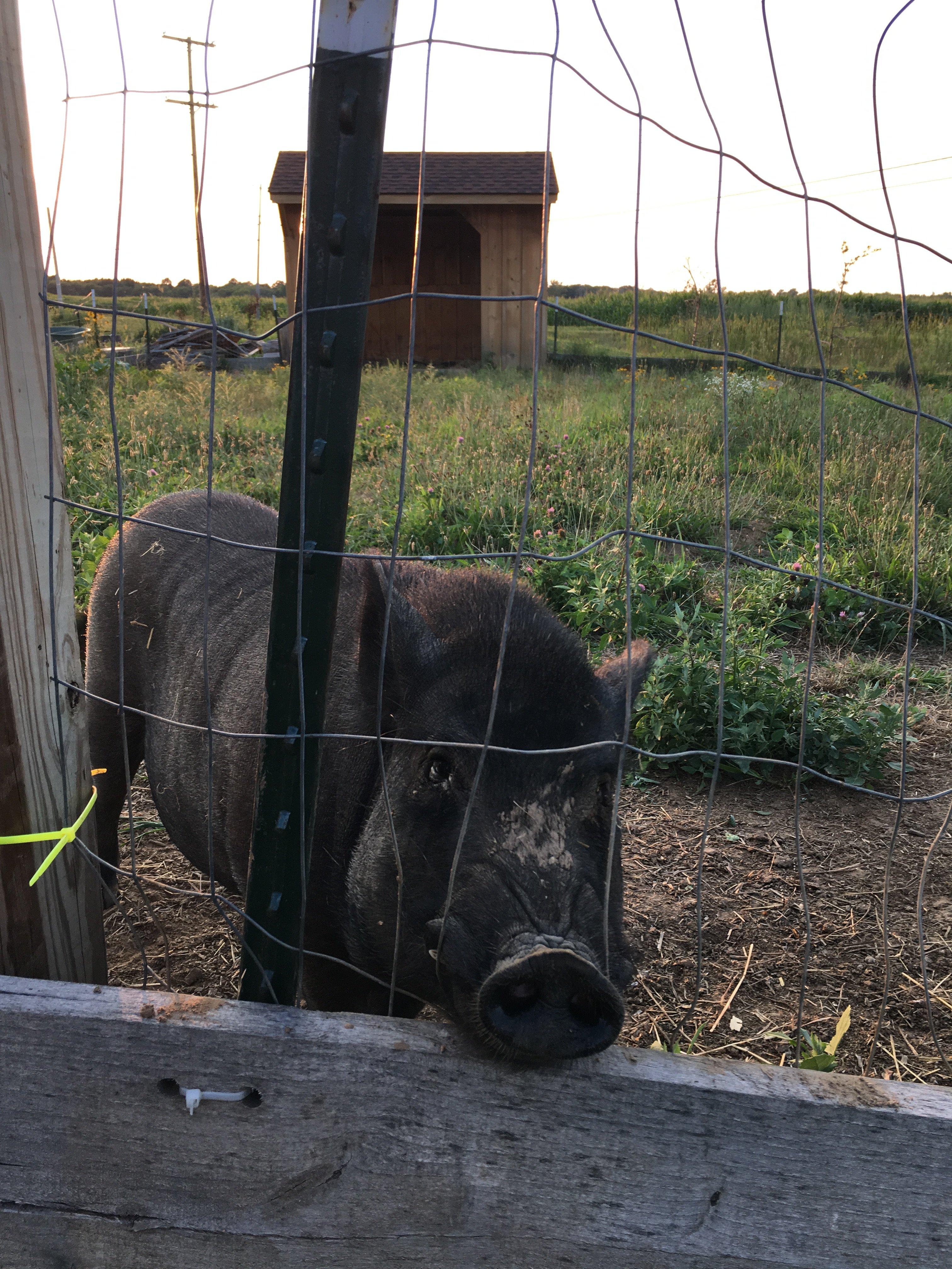 Brightly's Farm Market