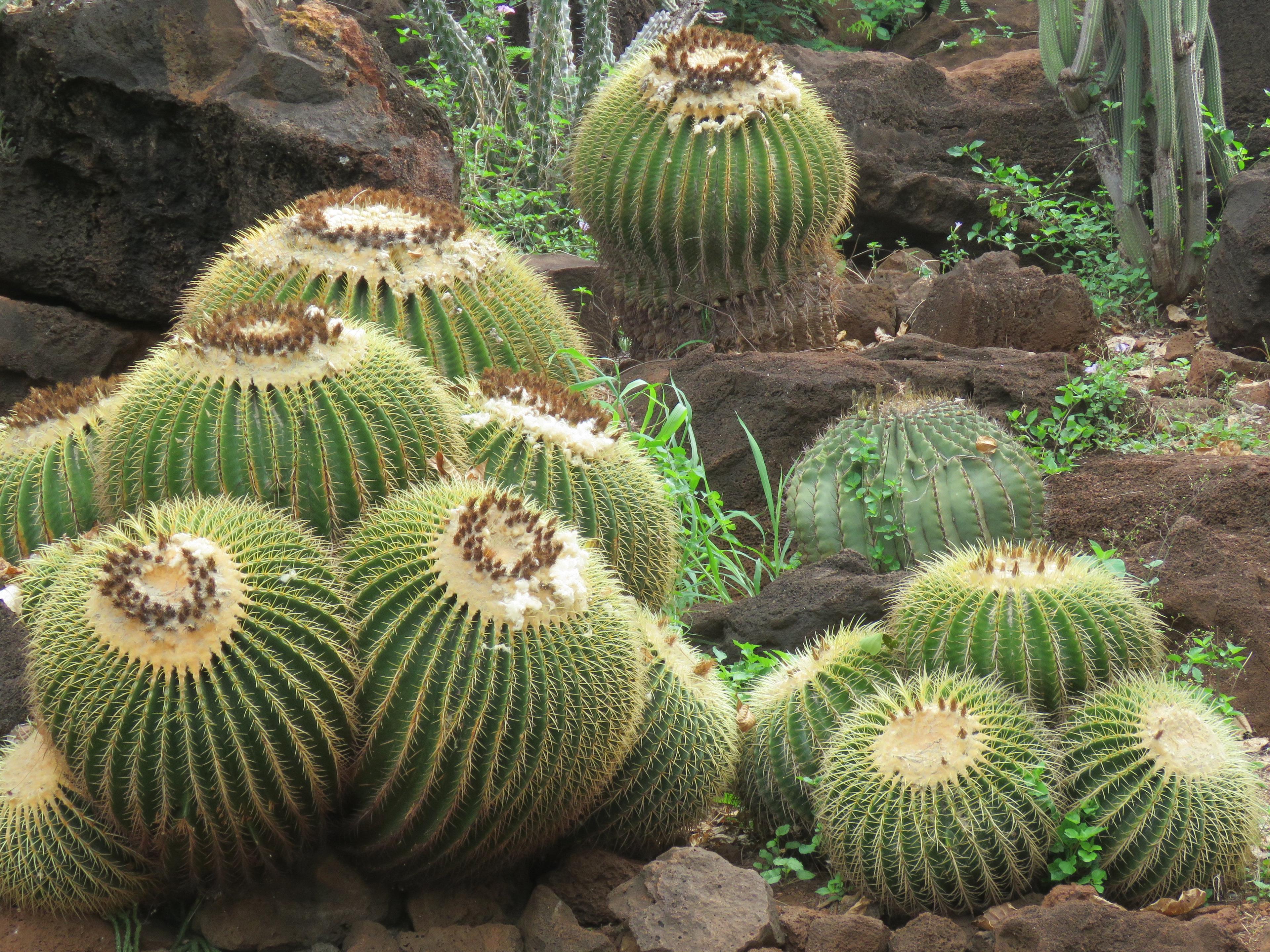 KCC Cactus Garden