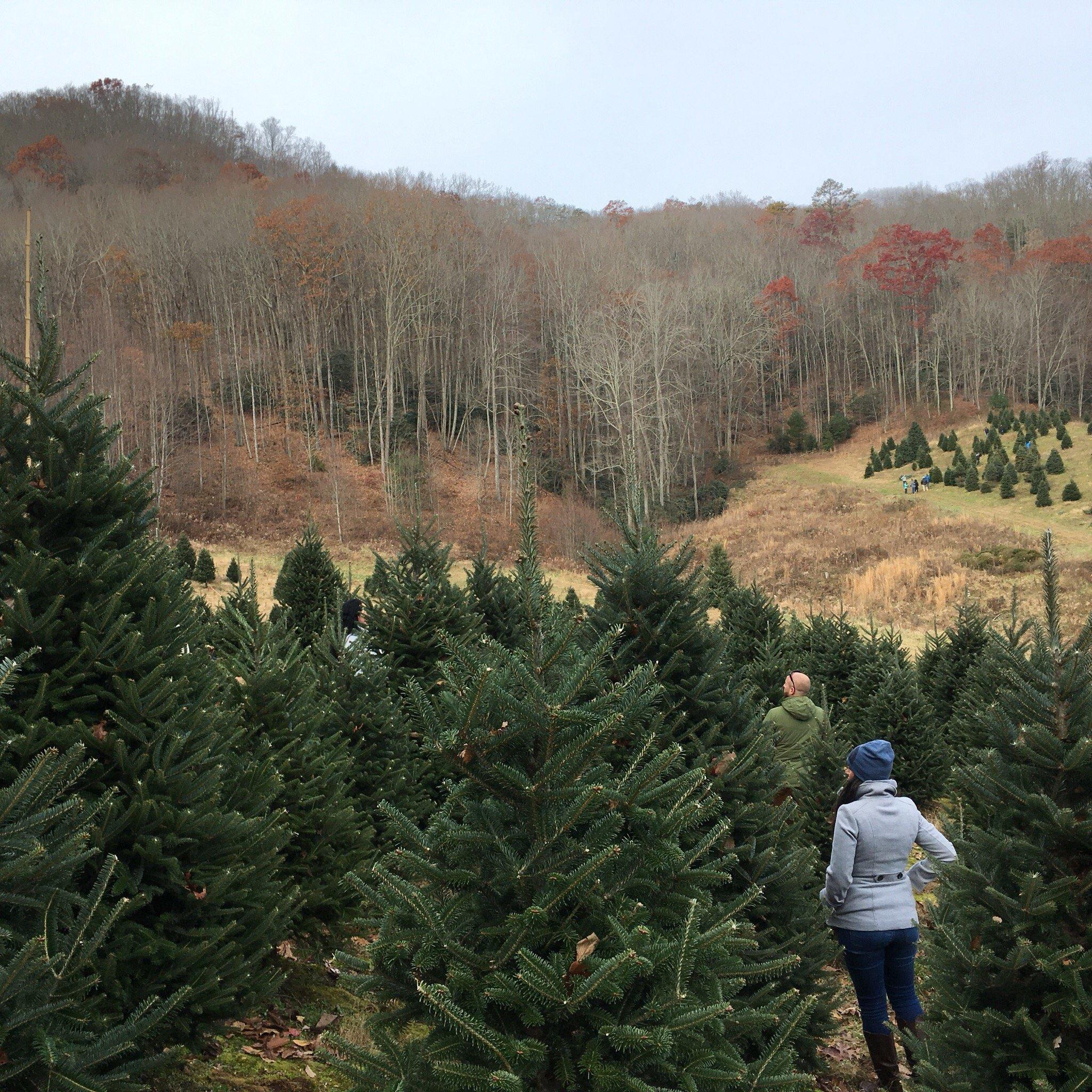 Cornett Deal Christmas Tree Farm