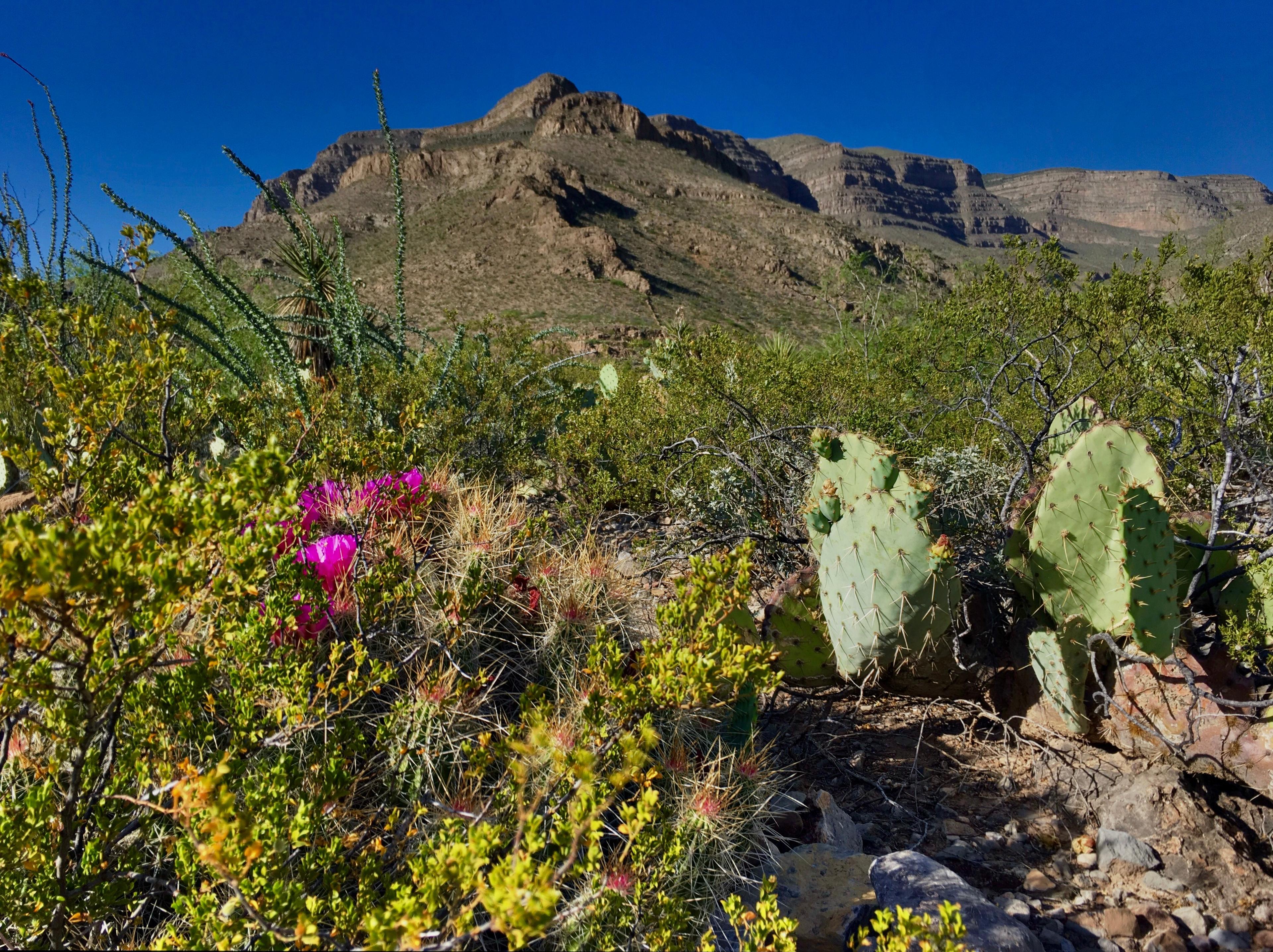 Oliver Lee Memorial State Park