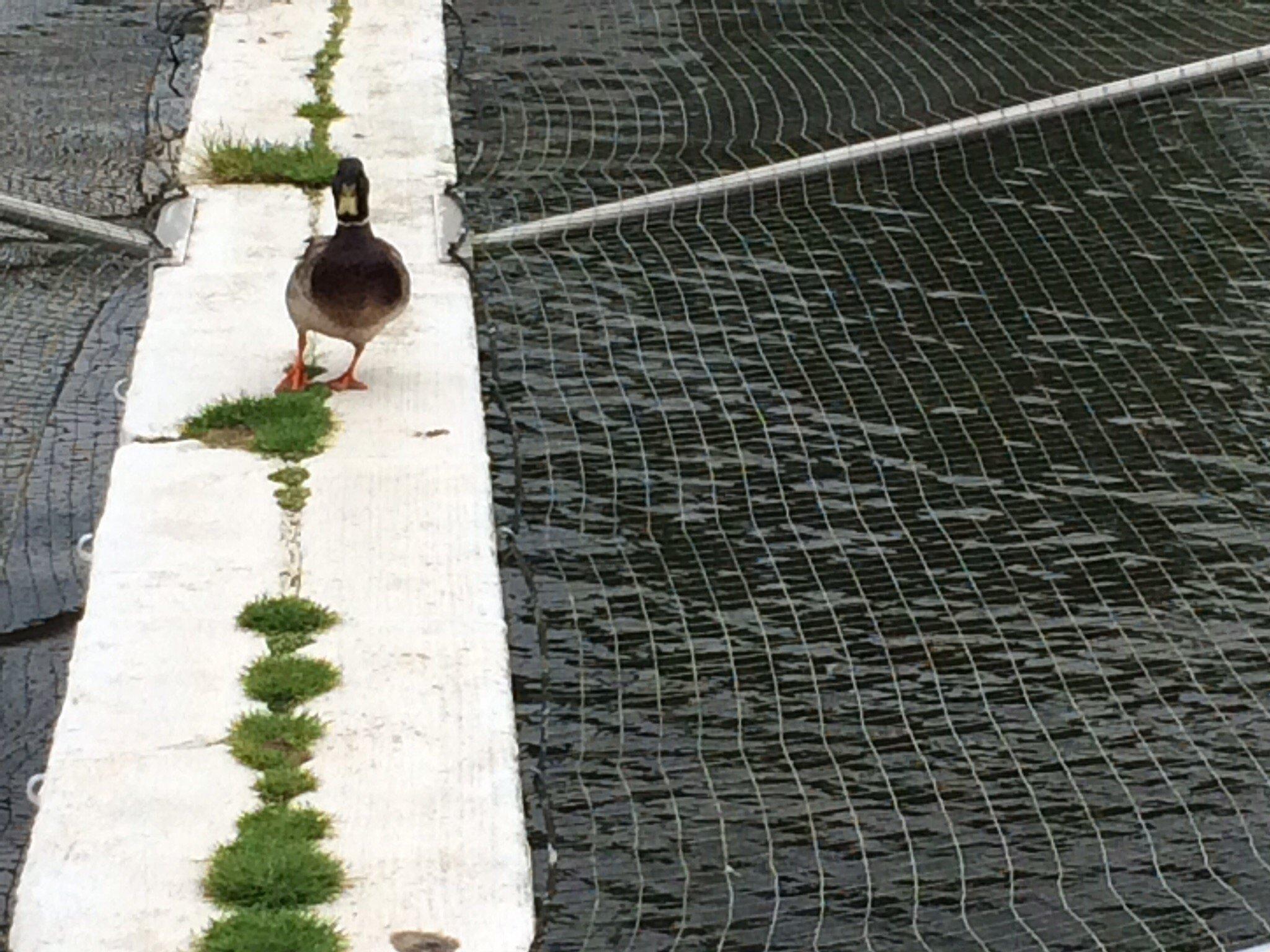 Allentown Fish Hatchery