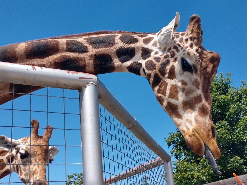 Boulder Ridge Wild Animal Park