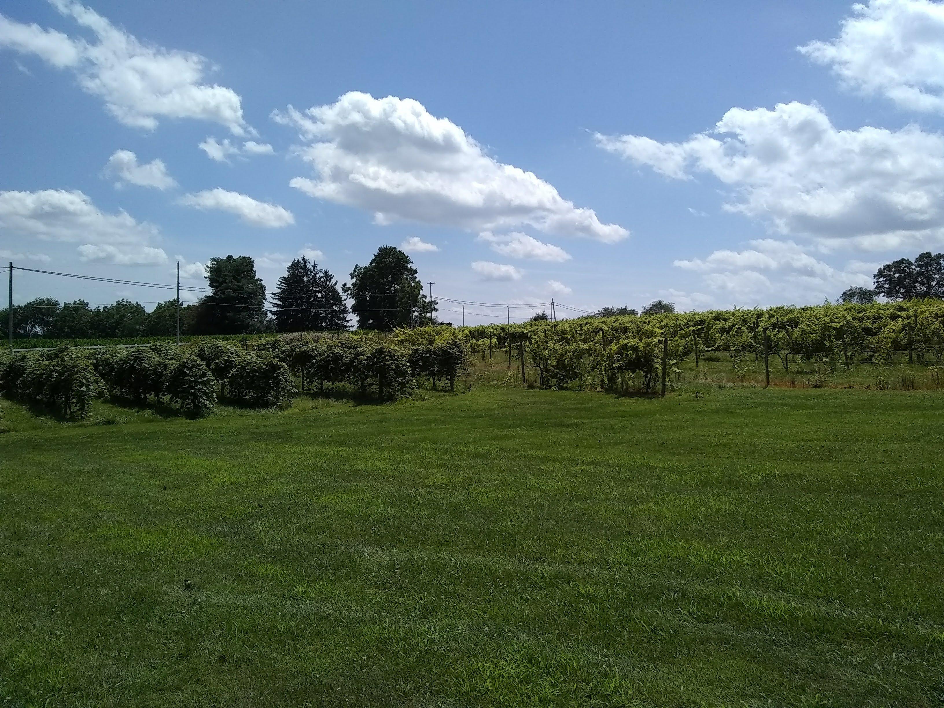 Troutman Vineyards