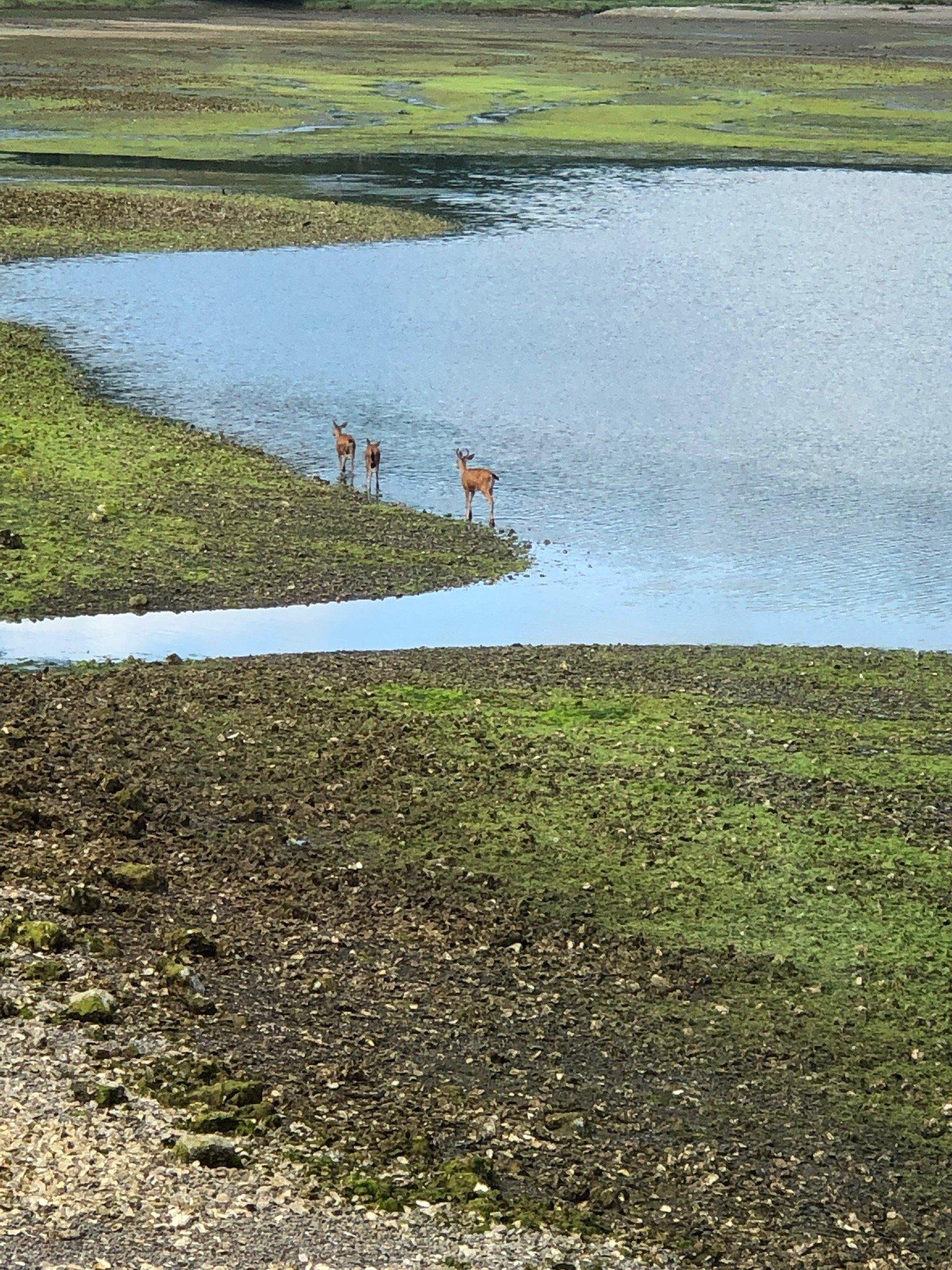 Water's Edge