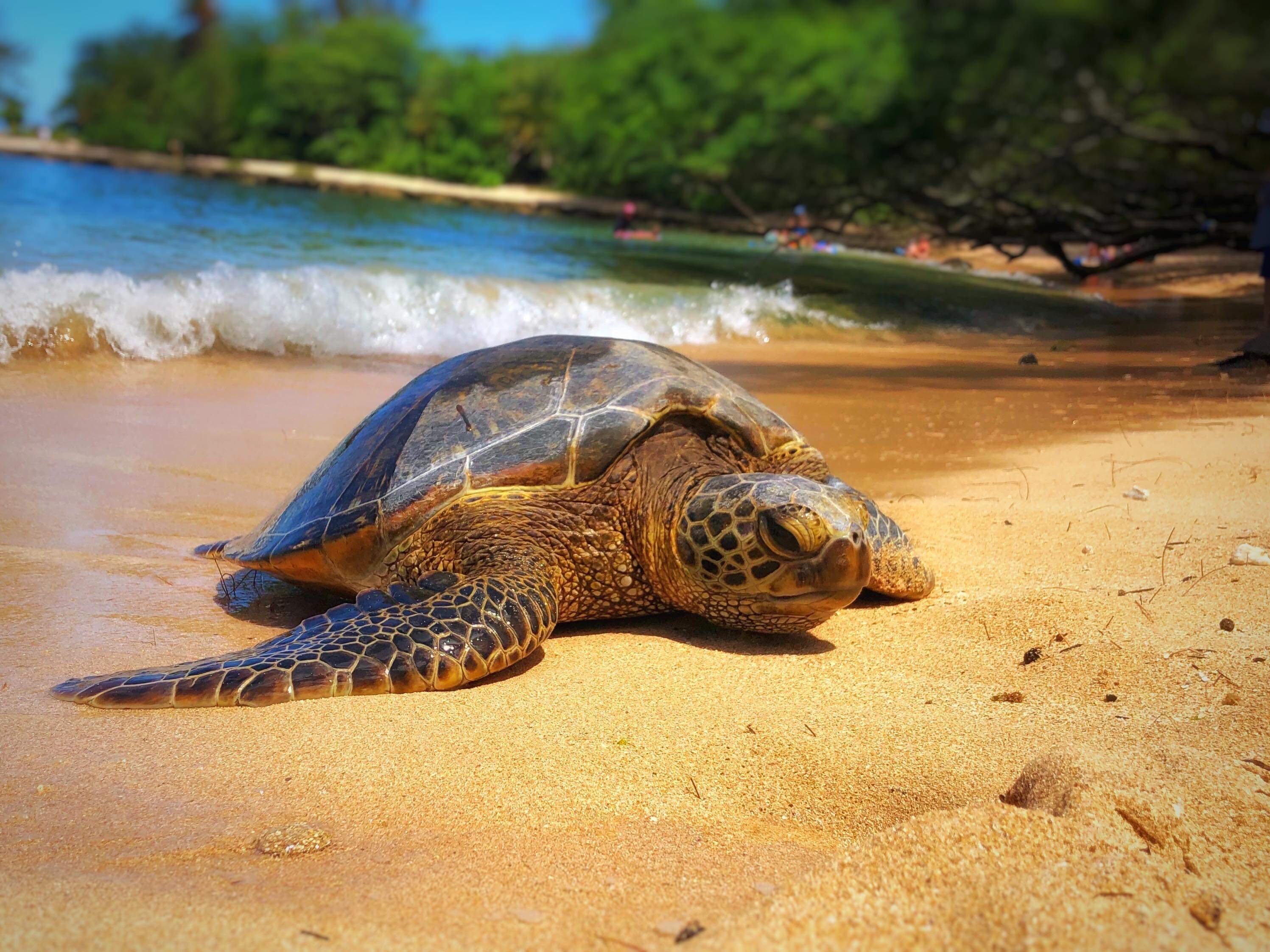 Aloha Hiking