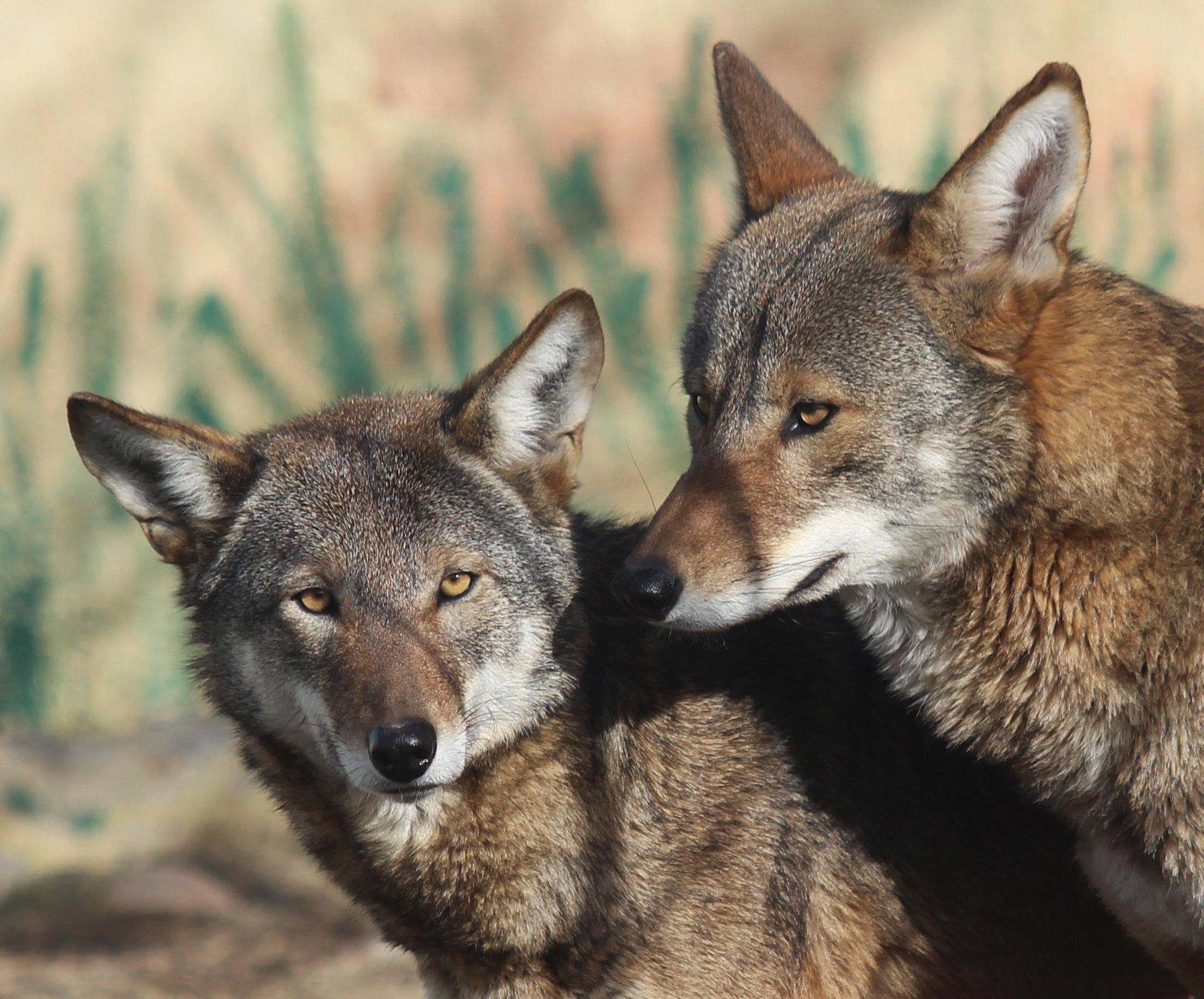 Rosamond Gifford Zoo