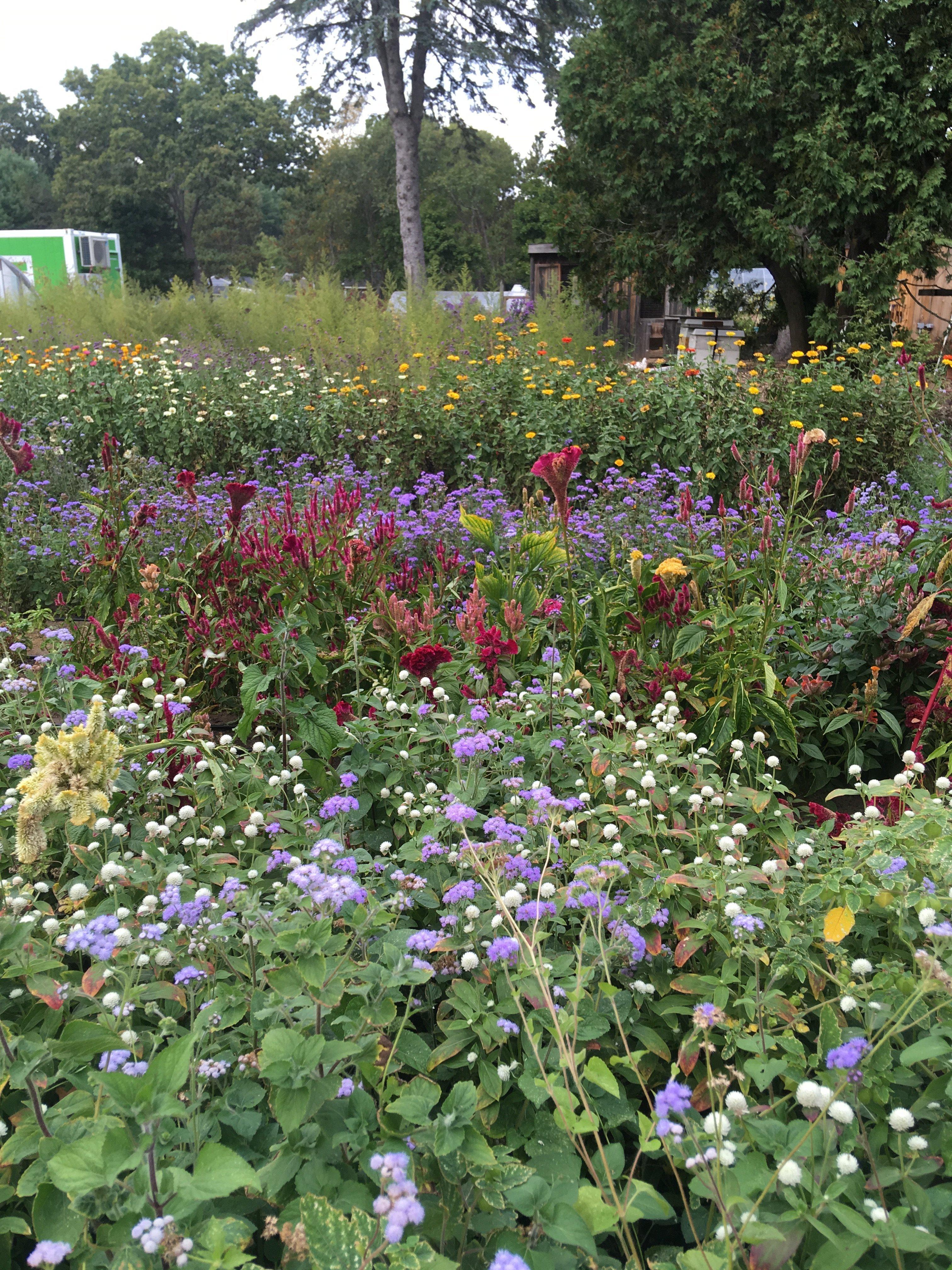 Northern Lights Farm Stand