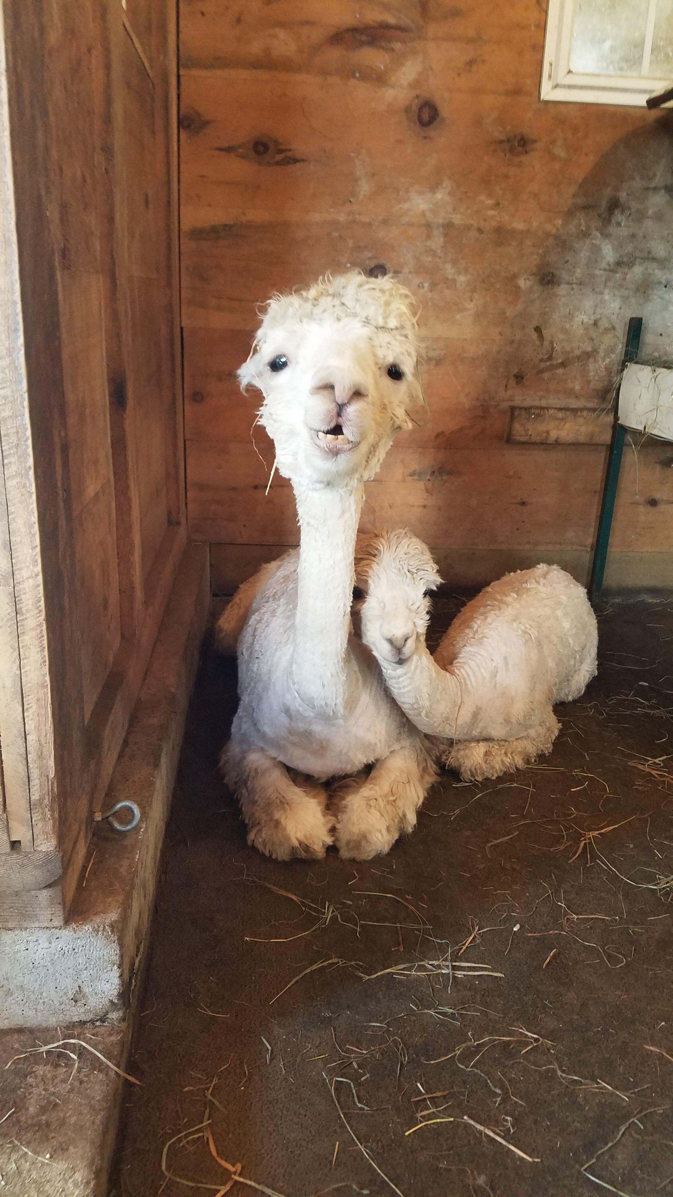 Carrageen Suri Alpacas