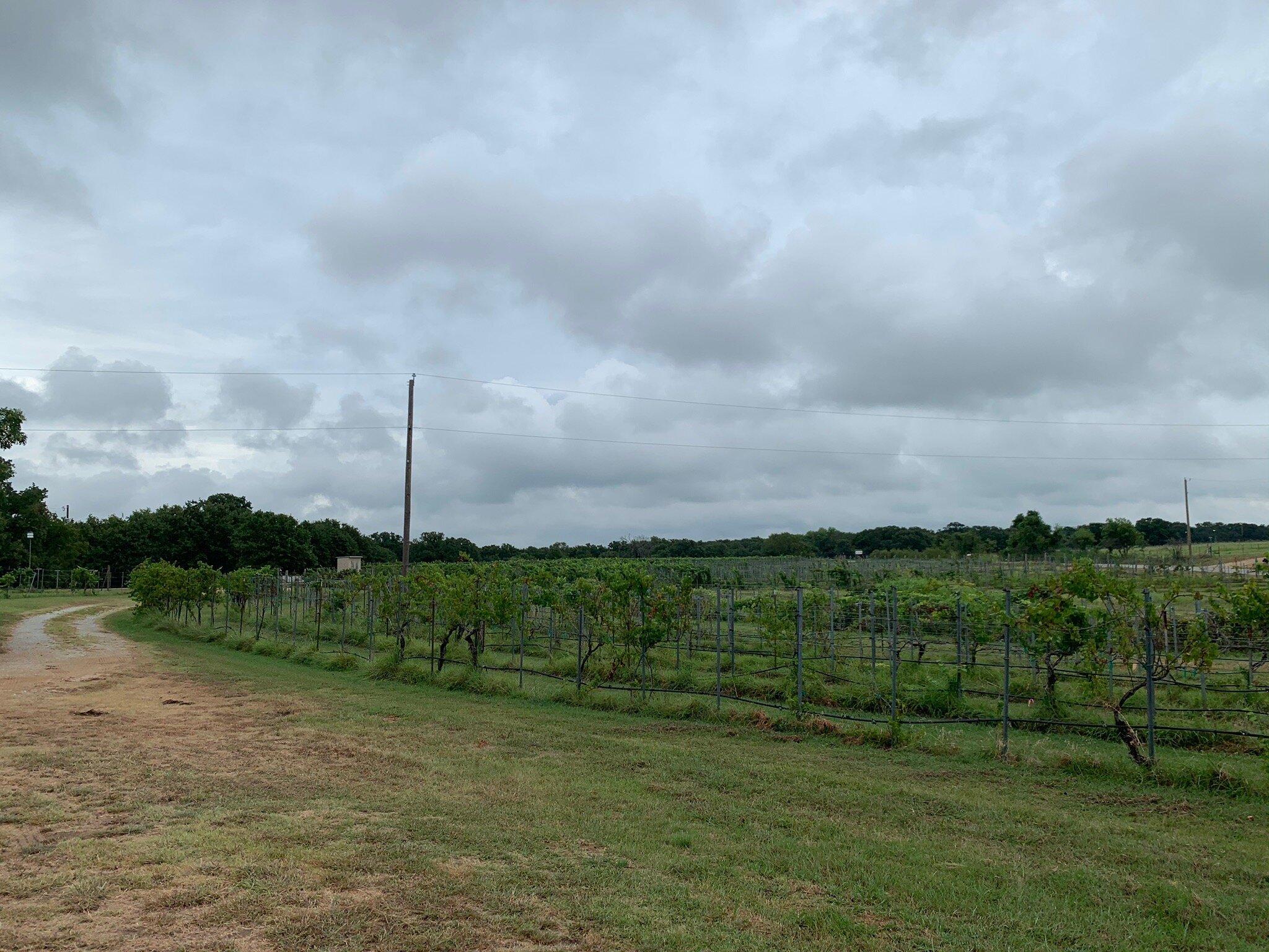 Brushy Creek Vineyards