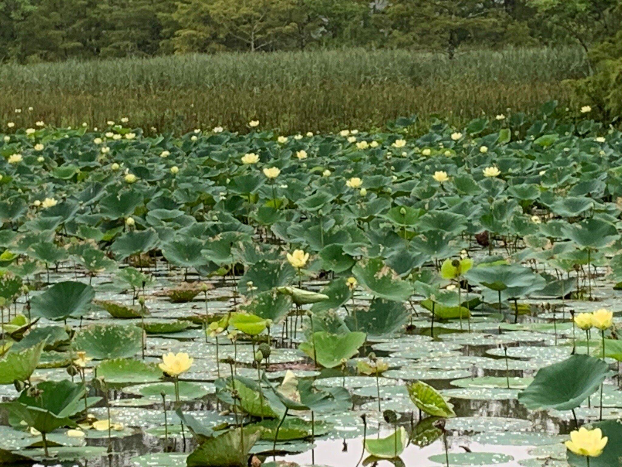 Lotus Garden Park