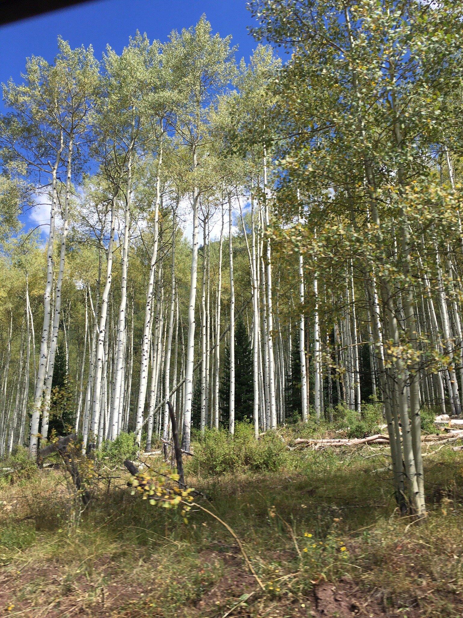 Aspen Bike Rentals