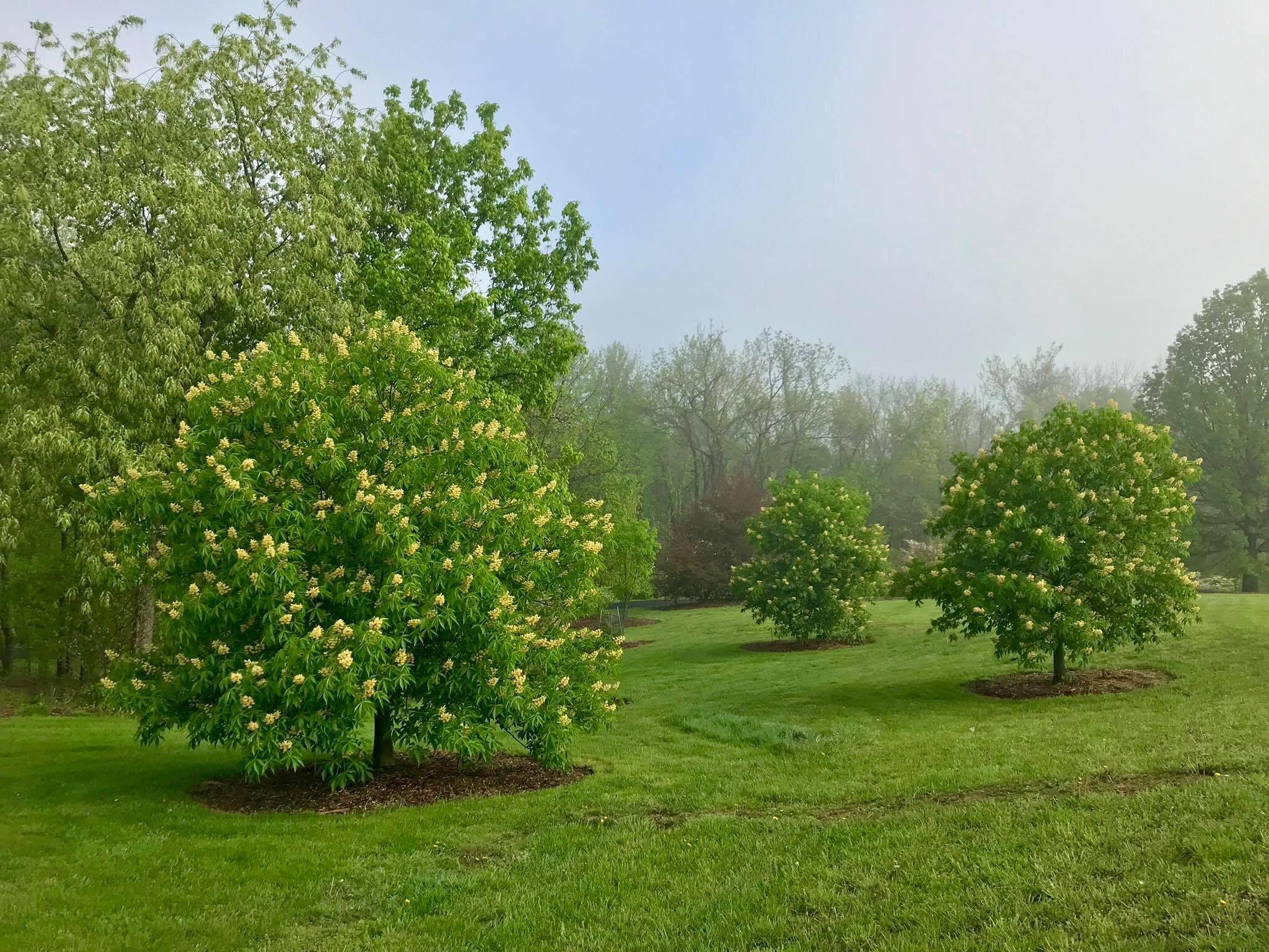 Friends of Boone County Arboretum