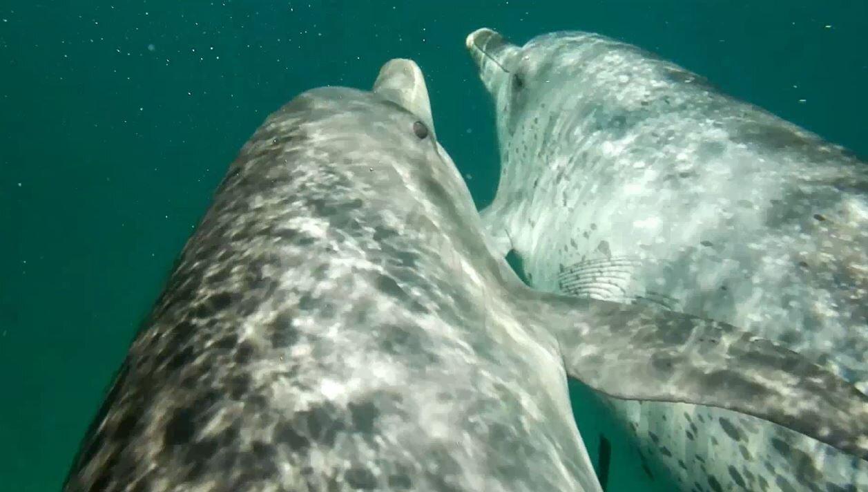 Wild Dolphin Swims with Roberta Goodman