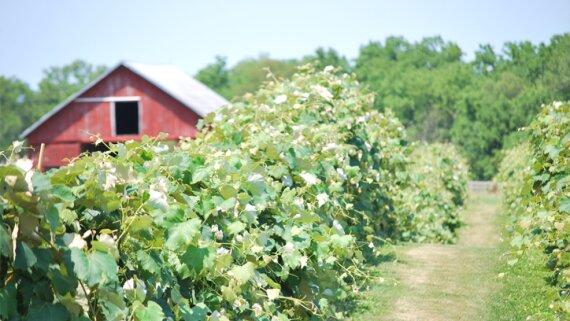 Ardon Creek Vineyard & Winery