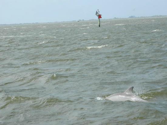 Nags Head Dolphin Watch