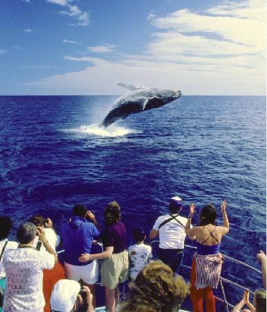 Captain Dan McSweeney's Whale Watching Adventures