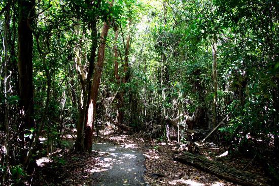 Gumbo Limbo Trail