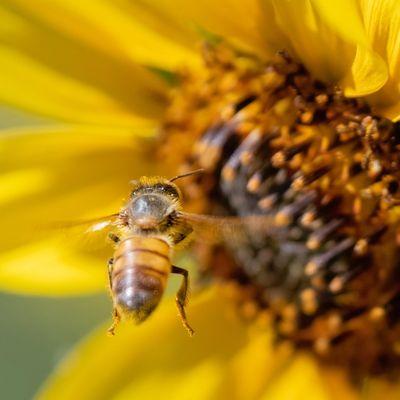 Western Honey Bee