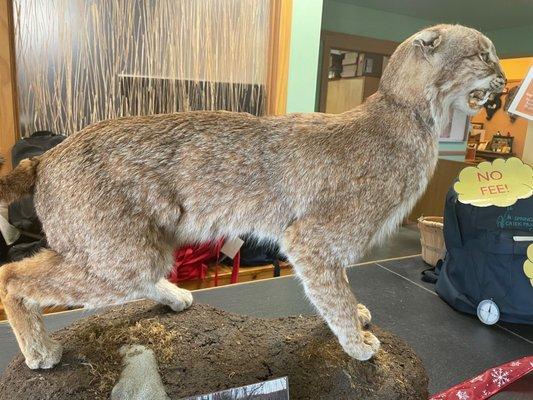 Bobcat taxidermy at the visitor center