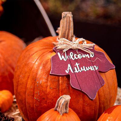 Pumpkins, fall florals, and a cozy harvest vibe.