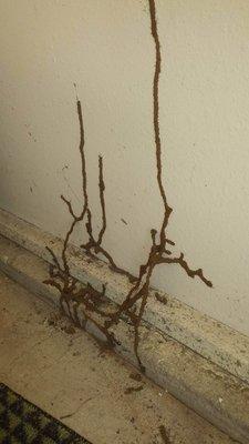 If termites spread around your home, they cause thousands of dollars in damage!