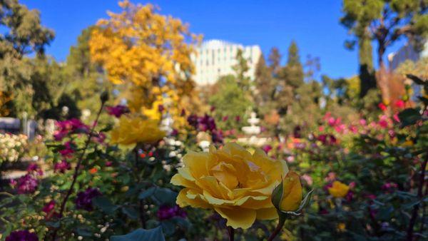 State Capitol Park World Peace Rose Garden