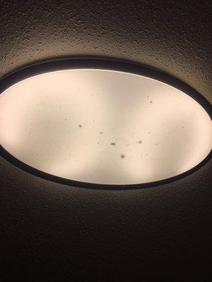 Roaches in the light fixtures