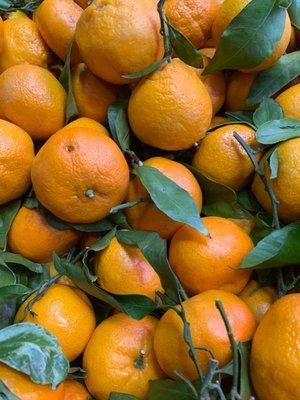 Citrus