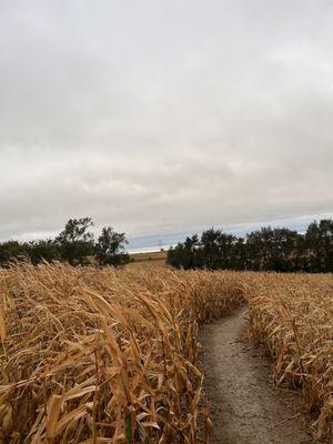 Corn Maze