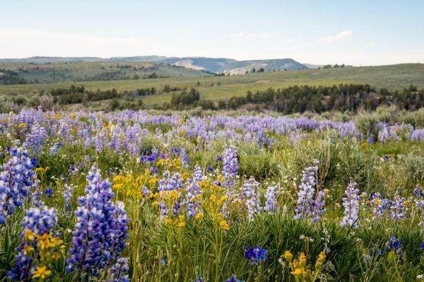 Bighorn Mountain Ranch