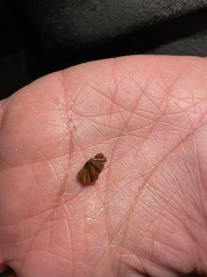 midway into my carrot cupcake, my teeth hit something rock hard. turned out to be a walnut(?) shell?