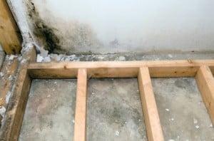 Mold Remediation