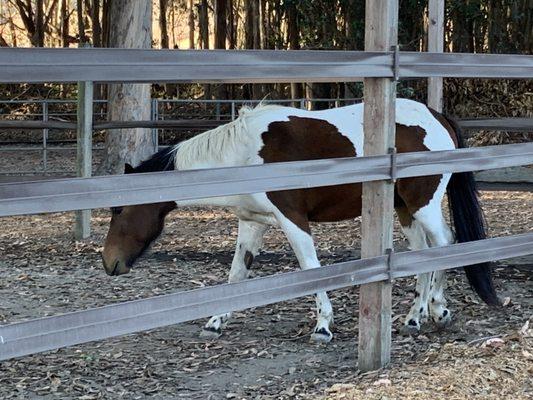 Horses