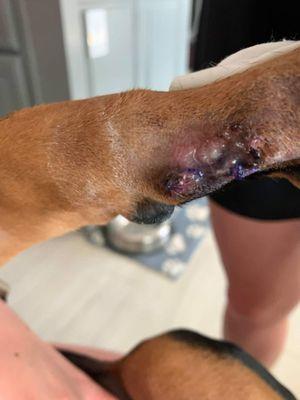 infected dewclaw removal surgery