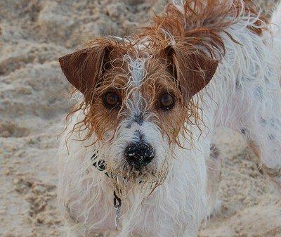 Hawaii Beach Dogs are so fun!