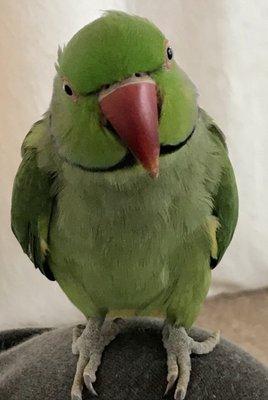 Jose, Indian Ringneck Parakeet