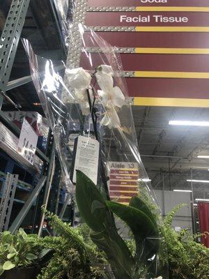 The plant that are dying in the warehouse