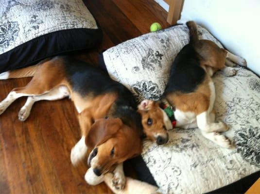 Dover and Broady, research beagles that I adopted 6 month ago!