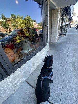 Otis is waiting to get in for his biscuits.