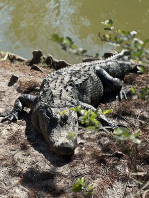 Wild Florida Airboats & Gator Park