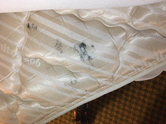 This is the mattress. Unlikely bedbugs but very likely mold.