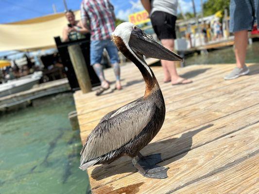 No fear pelicans