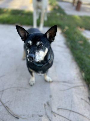 Bean. Winery Dog and food mooch! He loves to receive bites of your pizza crust. Must refrain though!