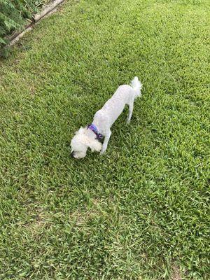 Same dog same haircut