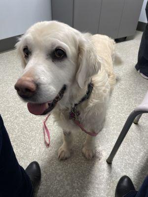 Molly's happy at the vet. :-)